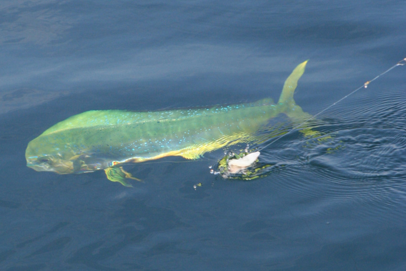 Live Bait Tips & Trolling Rigging for Dorado