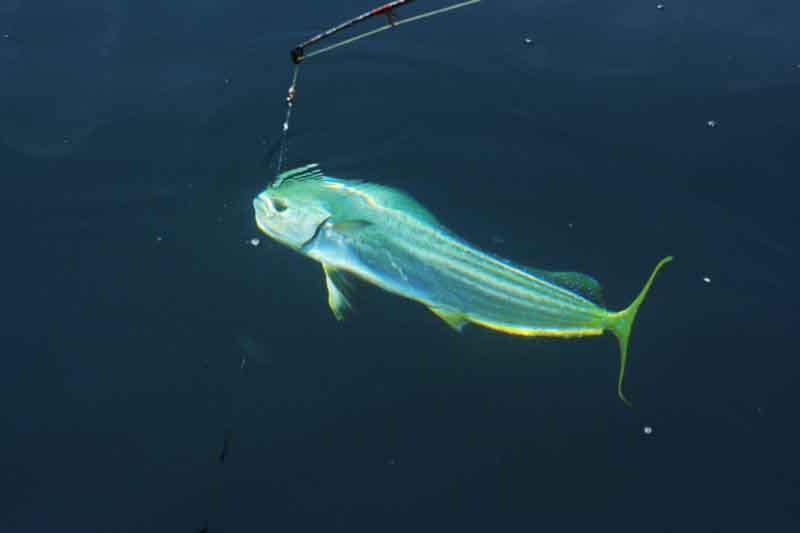 How to Fish for Mahi-Mahi: Fishing For Beginners