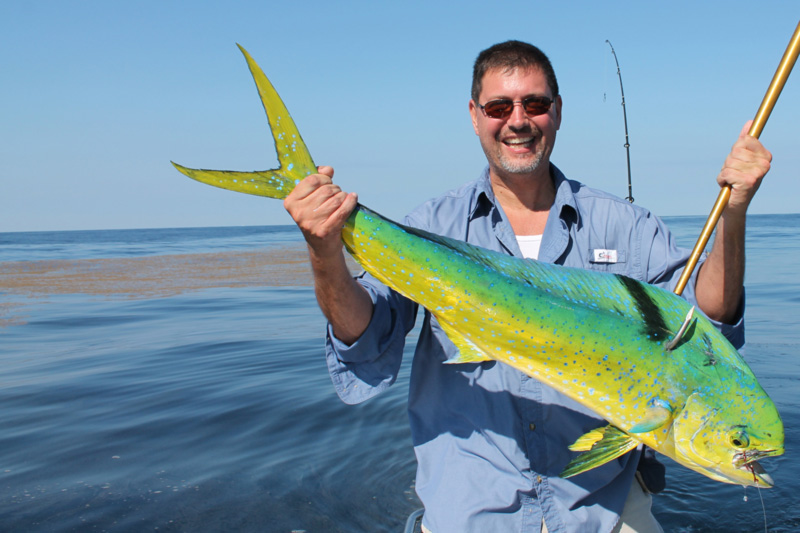 Advanced Tactics for MahiMahi Bailing FishTalk Magazine