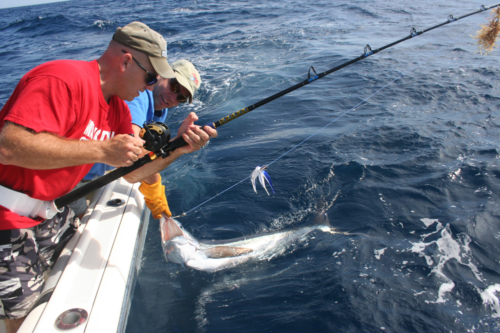 releasing a white marlin