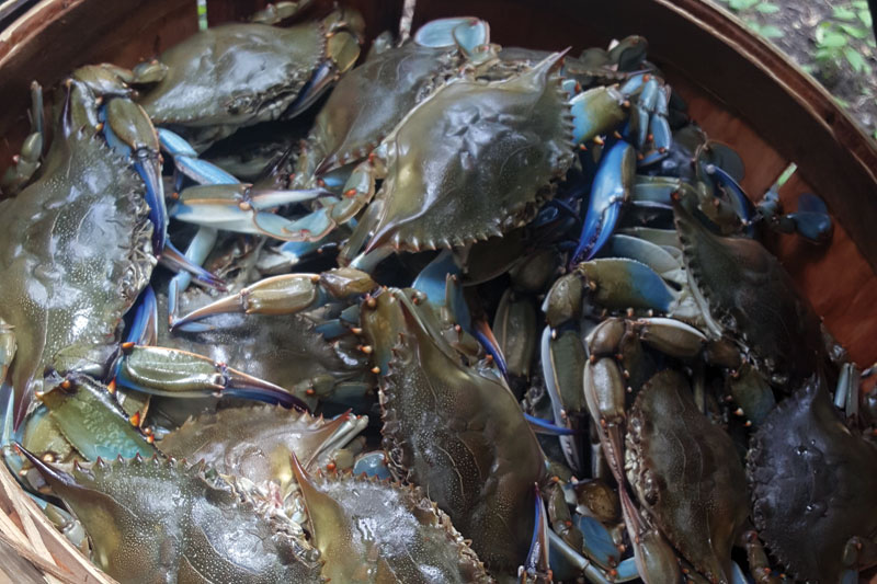 Catching Blue Crabs With a STRING