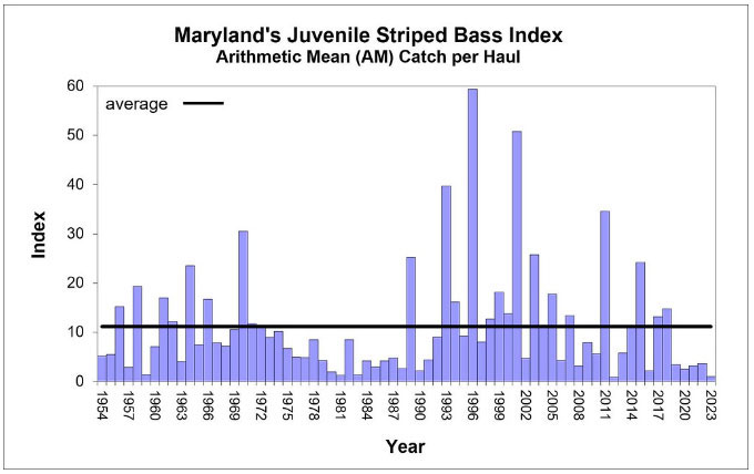 striped bass survey for maryland in 2023