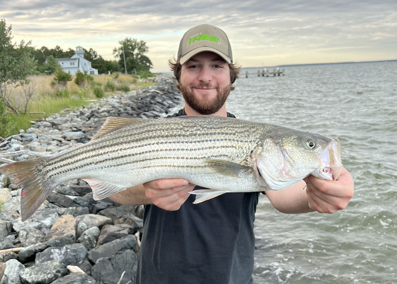 striper at dawn on topwater