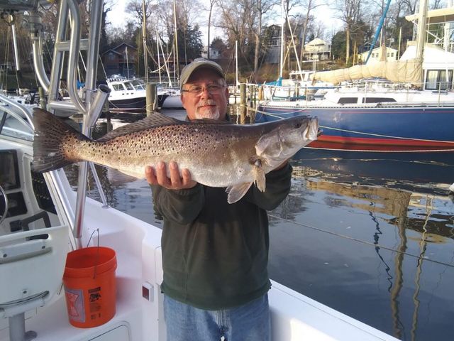 monster sea trout in middle bay