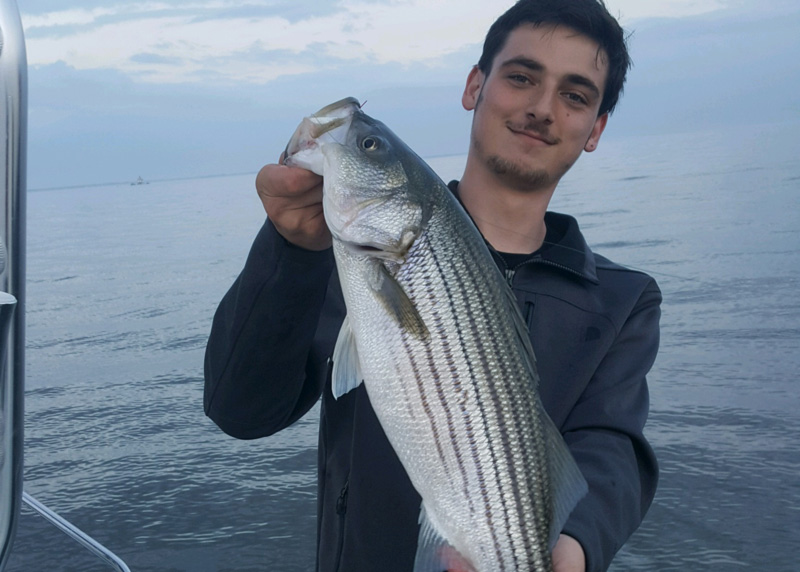 striped bass caught in middle chesapeake bay