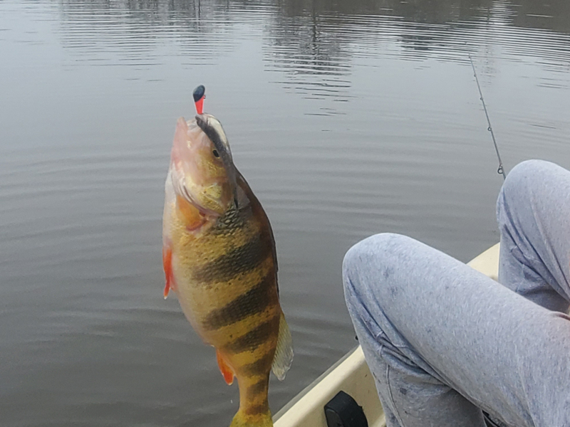 catching yellow perch