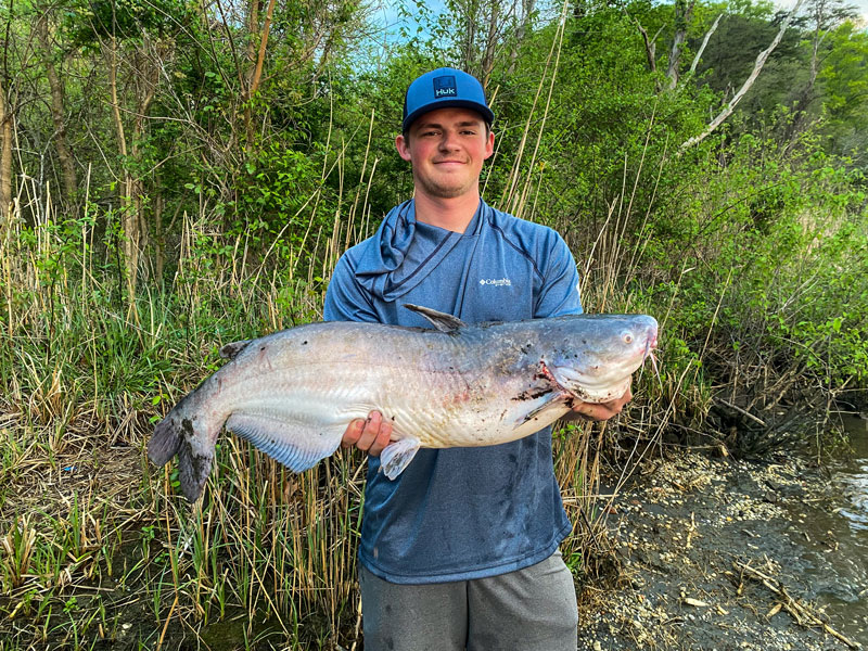 blue catfish in patuxent