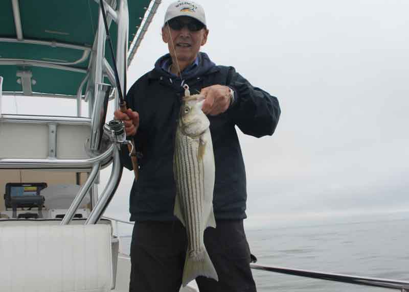 striped bass on chesapeake bay
