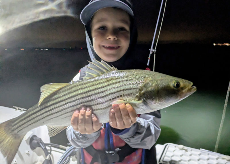 rockfish in the patuxent