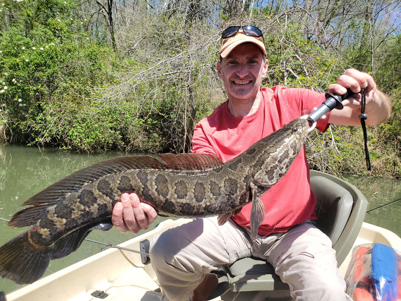 patuxent snakehead