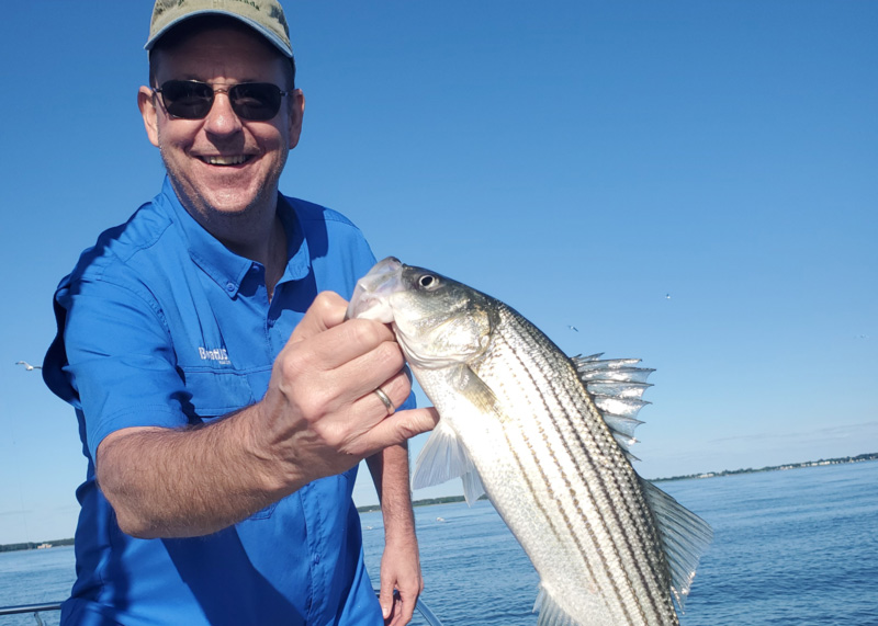 striped bass caught in the chesapeake bay