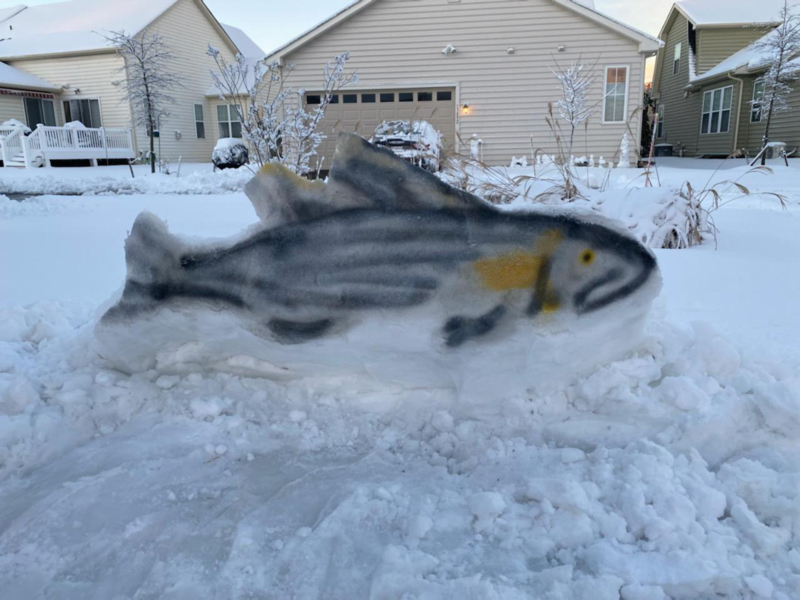 snow fish