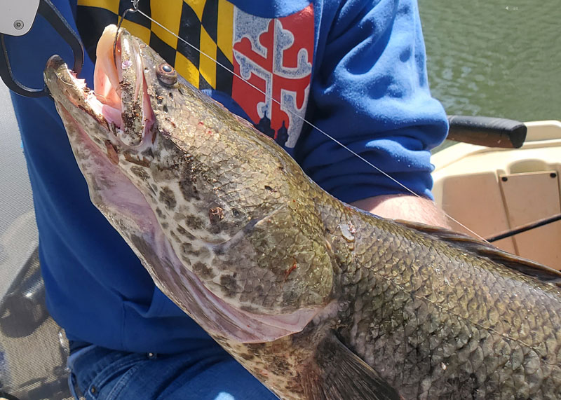 middle bay snakehead