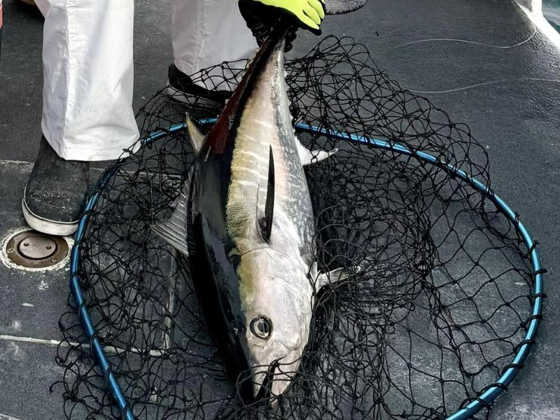 Bluefin tuna fishing east coast