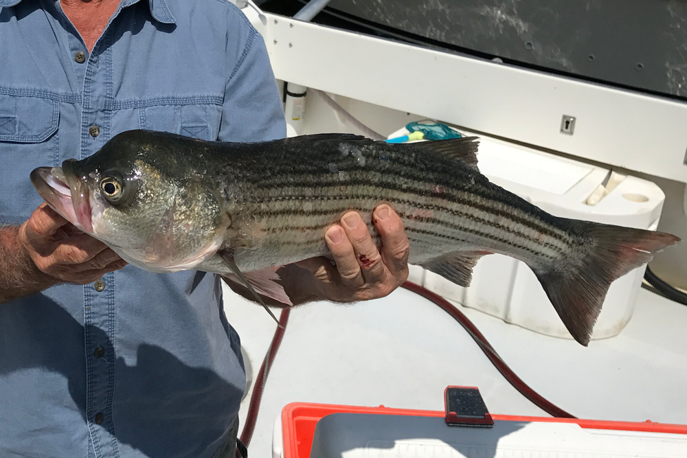 mutant striped bass caught chesapeake bay