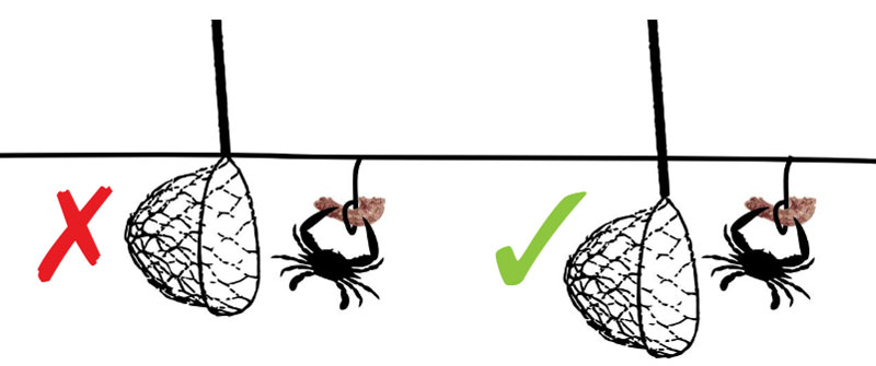 scooping a crab from a trot line