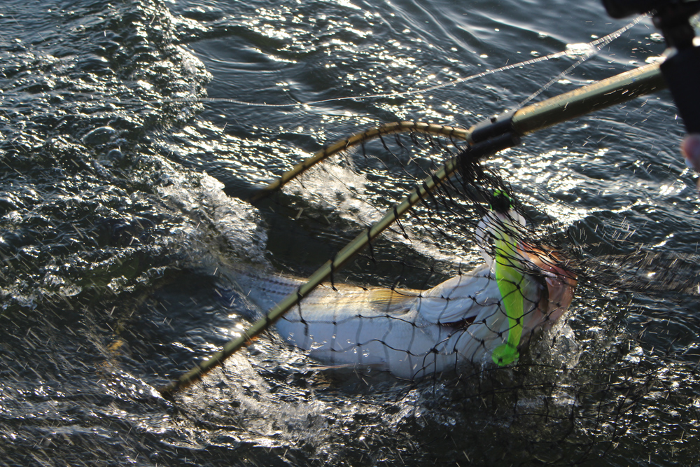 rockfish fishing