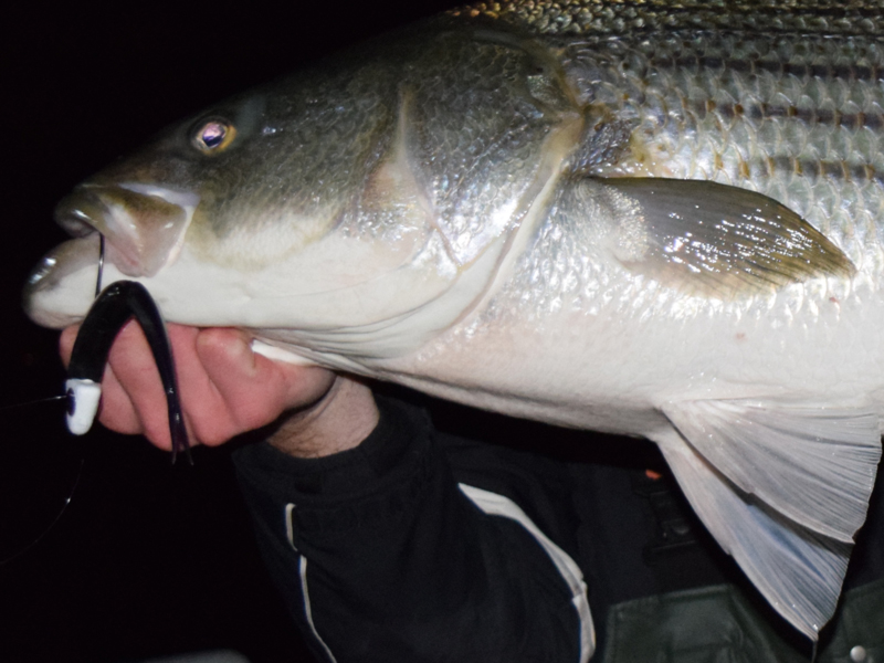 rockfish night fishing