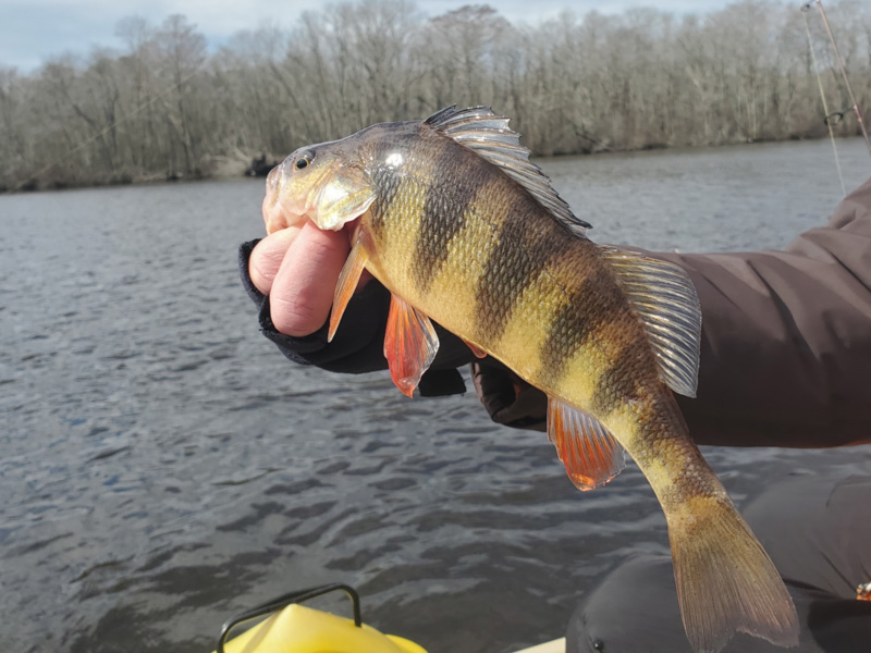 yellow perch in river spawning run