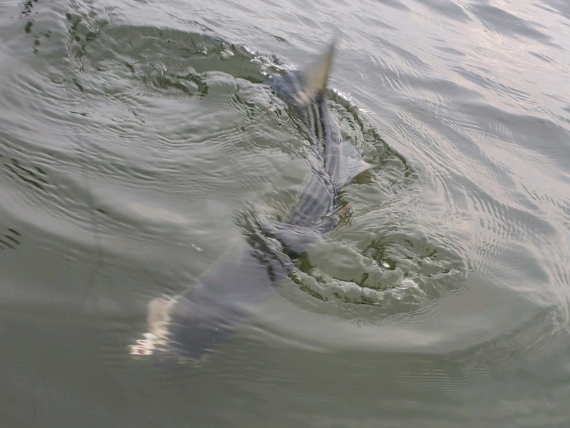 rockfish at the flats