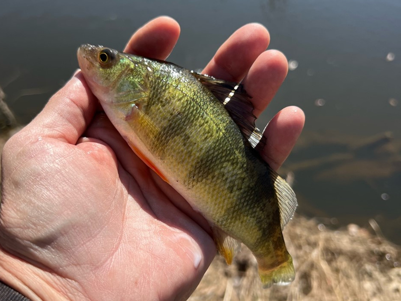 yellow perch in hand