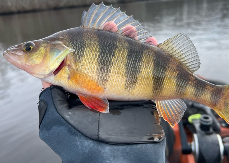 northern perch