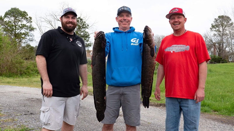 anglers with northern snakeheads they caught