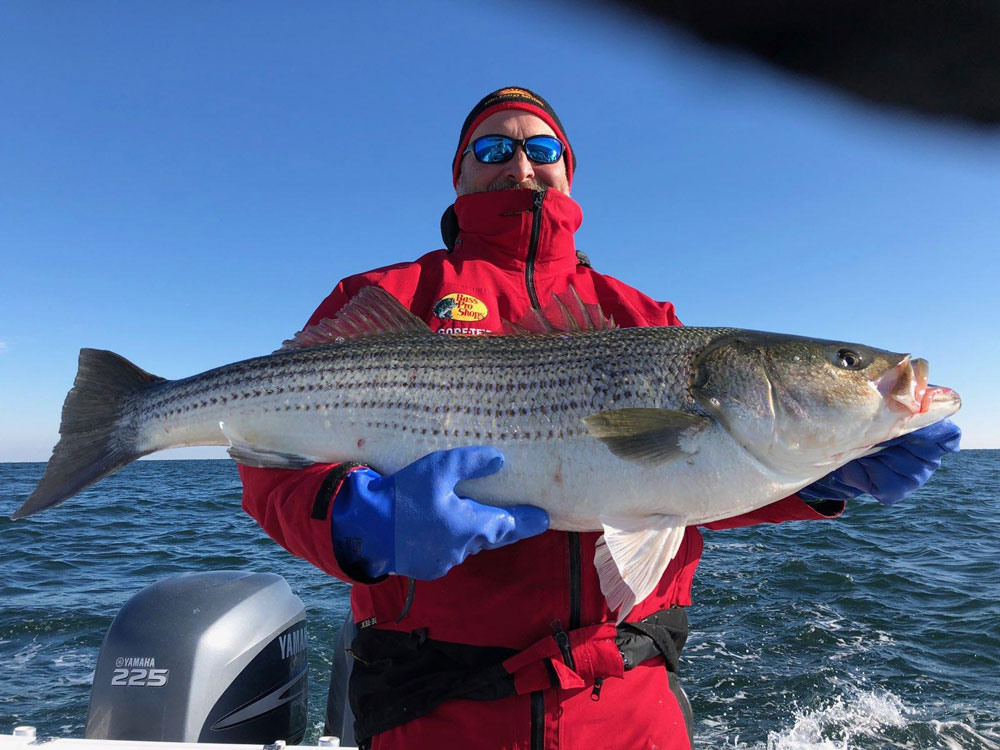 ocean striped bass