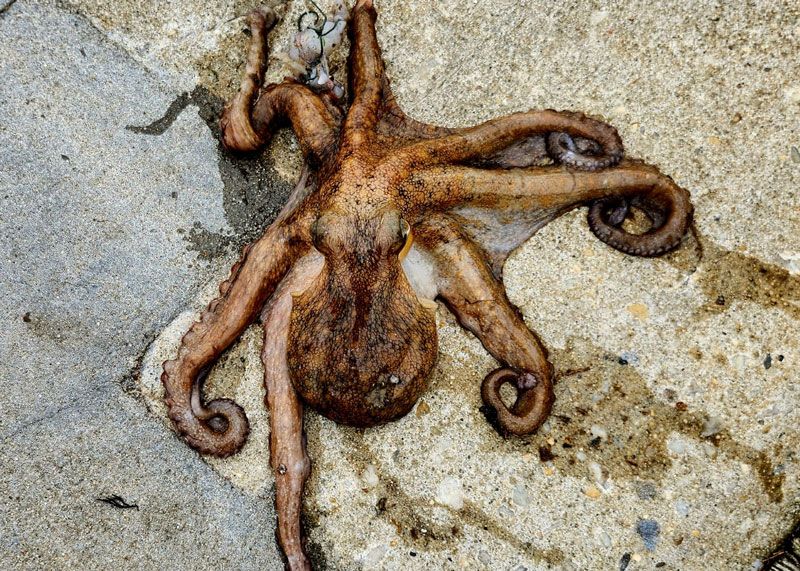 octopus caught fishing in ocean city