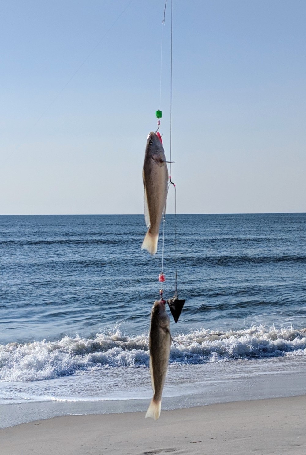 kingfish surf fishing