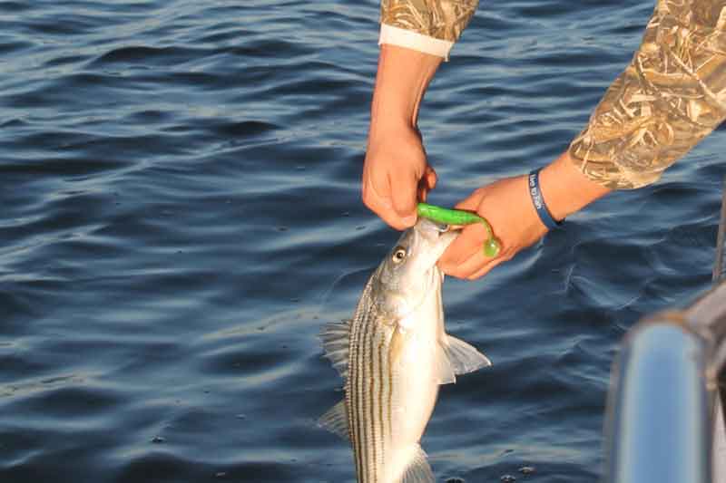 rockfish on a paddletail lure