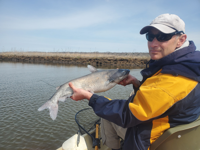 catfish in the patuxent river