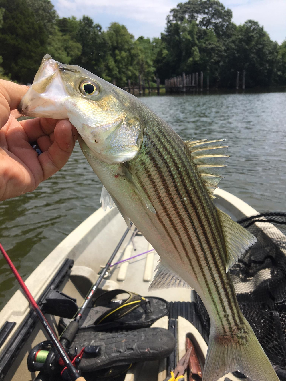 patuxent river striper