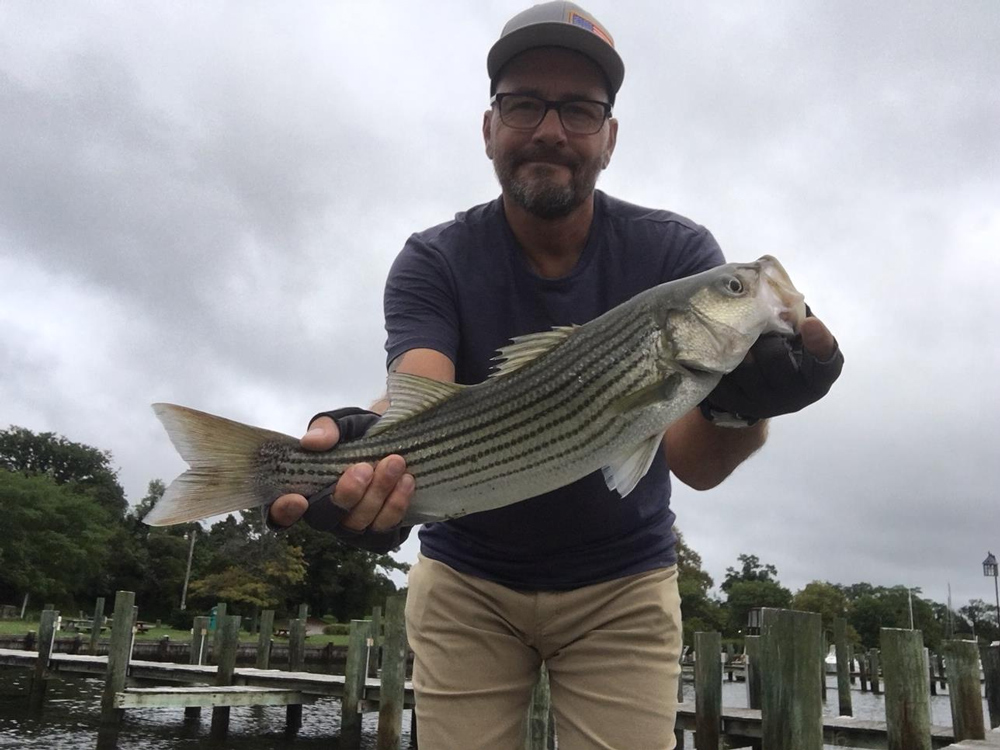 striped bass in patuxent river