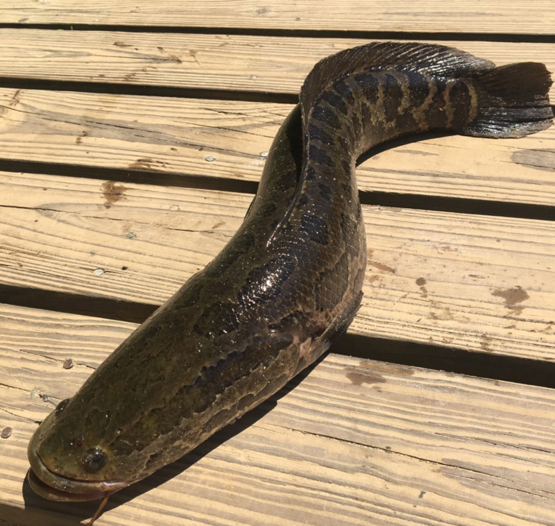 snakehead caught from a pier