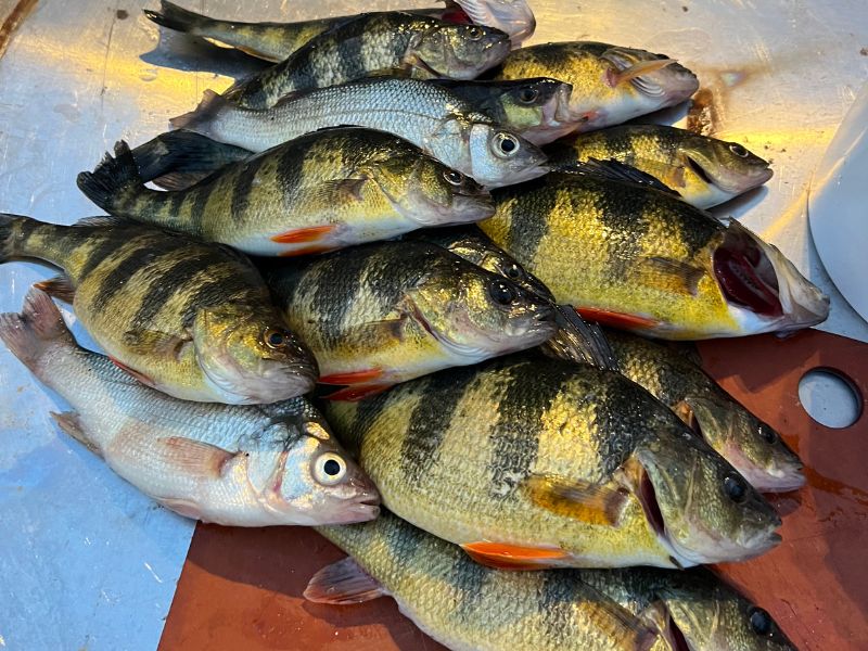 yellow perch fishing chesapeake bay