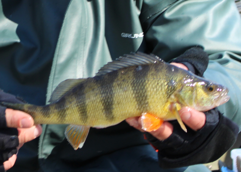 angler holds a yellow perch