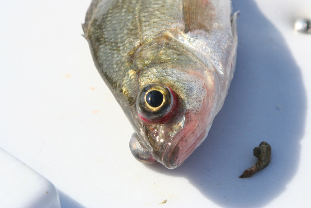 white perch