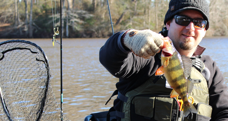 Yellow Perch - Fishing