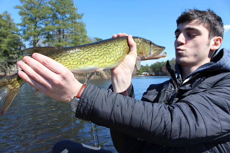 catching pickerel while fishing