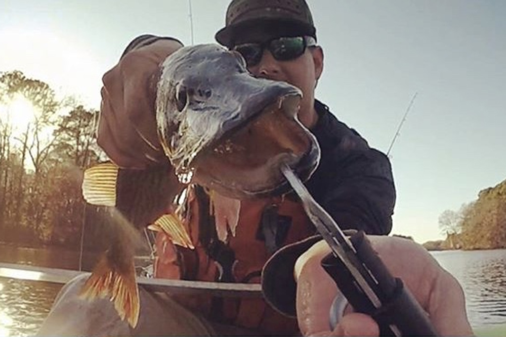 pickerel on eastern shoer