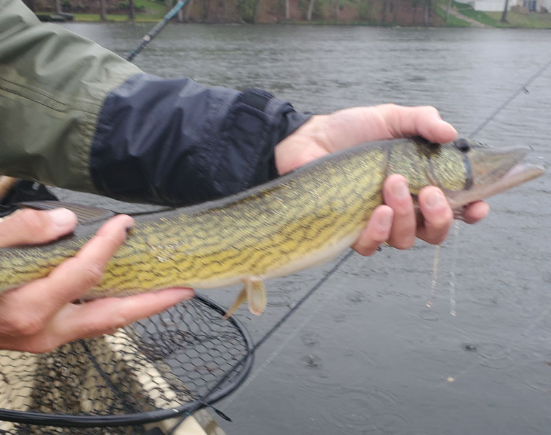 catching pickerel in the tributaries