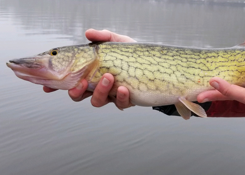 pickerel fish