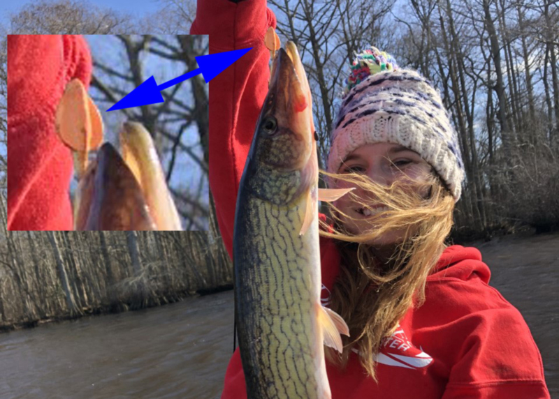 lure for pickerel fishing