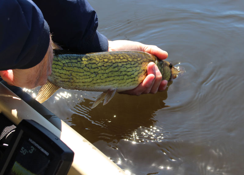 releasiong a pickerel