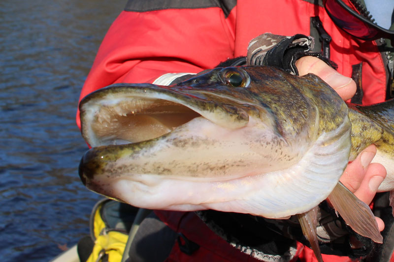 HER SURPRISE GIANT CATCH!!! Jerkbait Chain Pickerel Fishing MD 