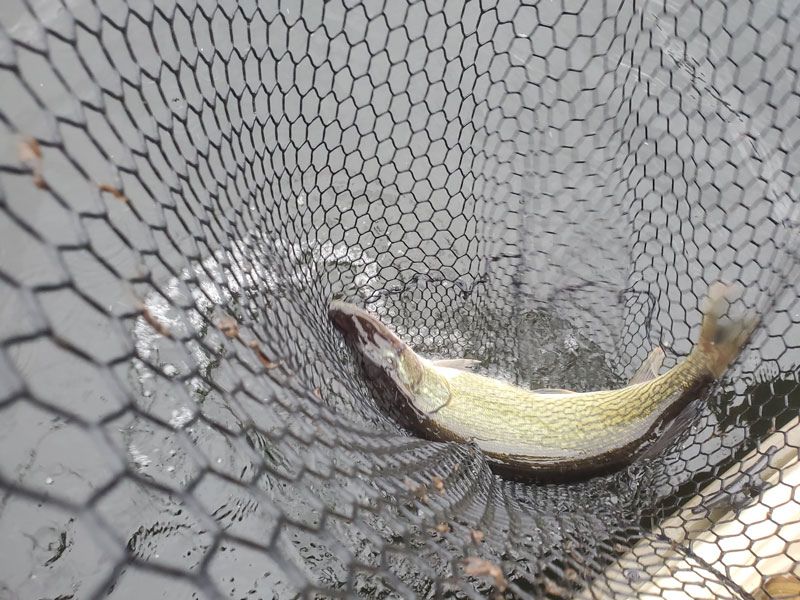 pickerel fishing freshwater