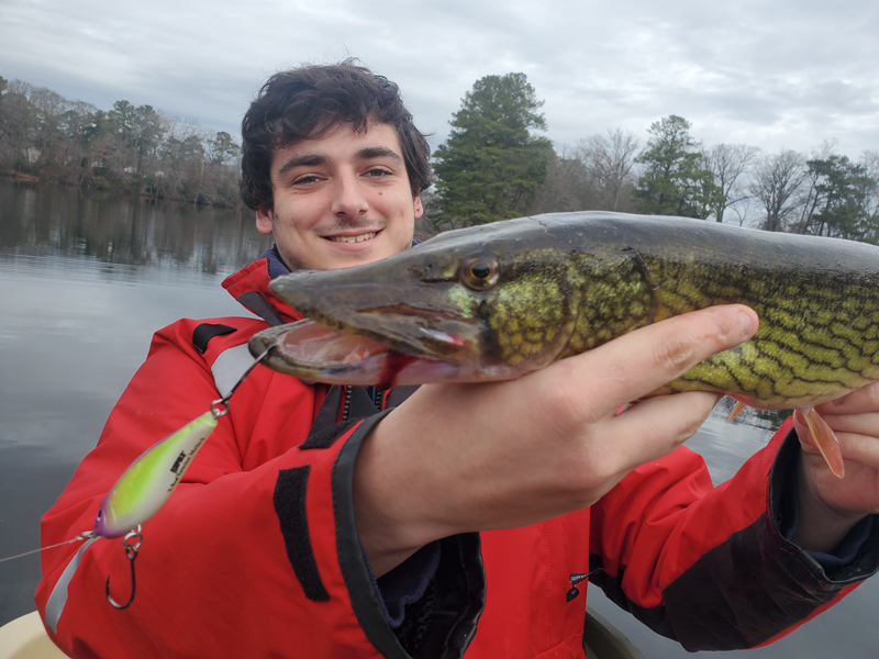 Plugging for Pickerel