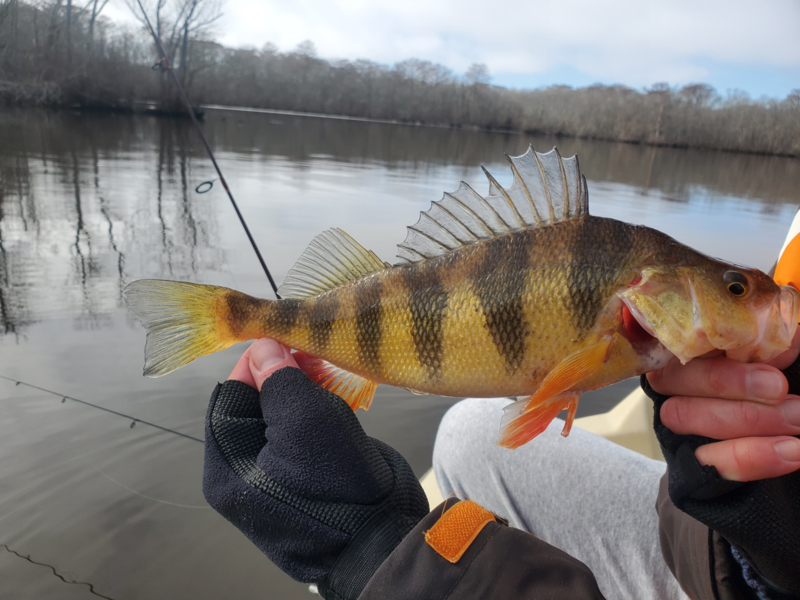yellow perch fishing in a river