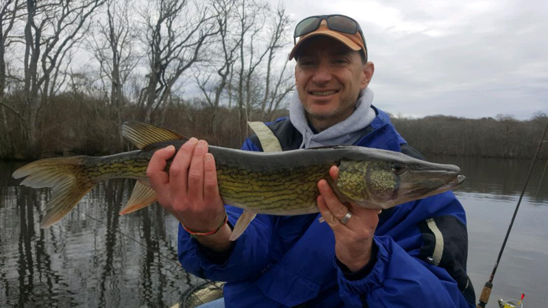 Perch 'n Pickerel! - Reel Chesapeake